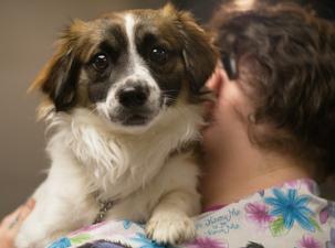 Ein Hund wird auf der Schulter von einer Frau getragen.