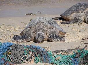 Eine Wasserschildkröte am Strand