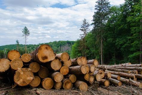 Baumstämme im Vordergrund vor einem Wald