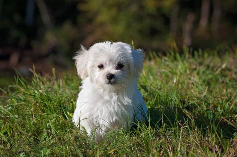 Hund auf Wiese