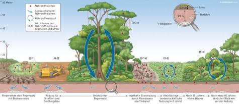 Diagramm Regenwald