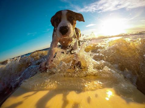 Hund am Strand