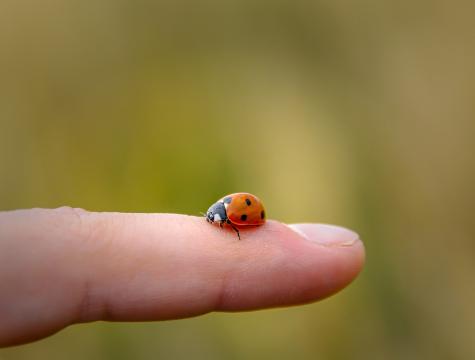 Kinderfinger mit Marienkäfer