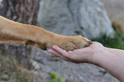 Hand und Pfote