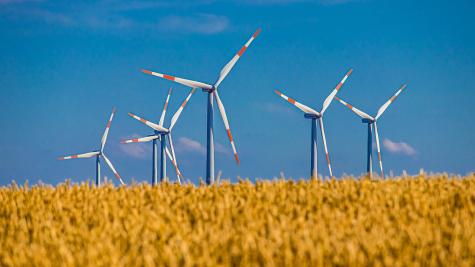 Windräder vor Kornfeld